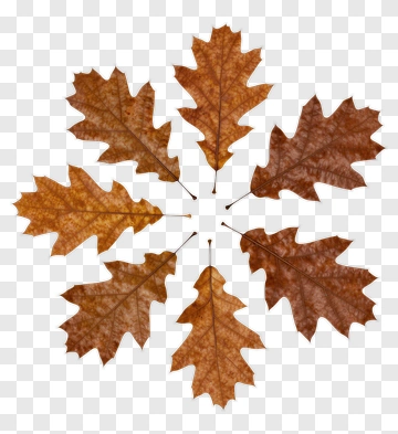 Arranged Oak Leaves In A Circular Pattern PNG