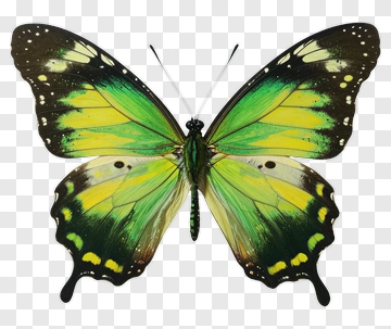 Green And Yellow Butterfly PNG