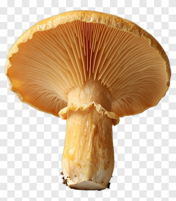 Orange Mushroom PNG