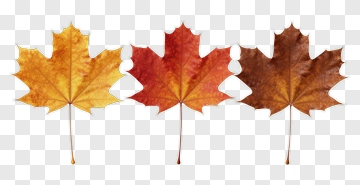Three Maple Leaves In Autumn Colors PNG