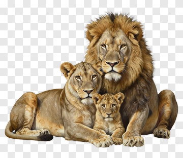 Lion Family Portrait PNG