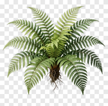 Fern With Detailed Leaves And Roots PNG
