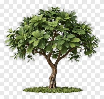 Detailed Tree With Dense Canopy PNG