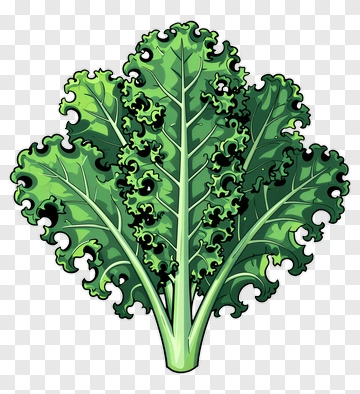 Kale Leaf Illustration PNG