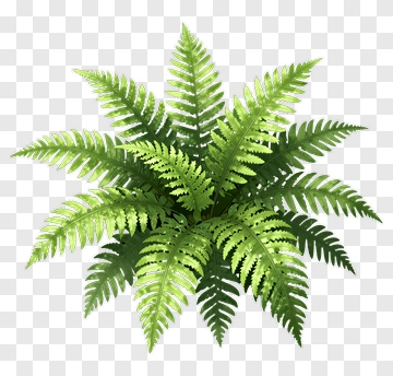 Fern PNG