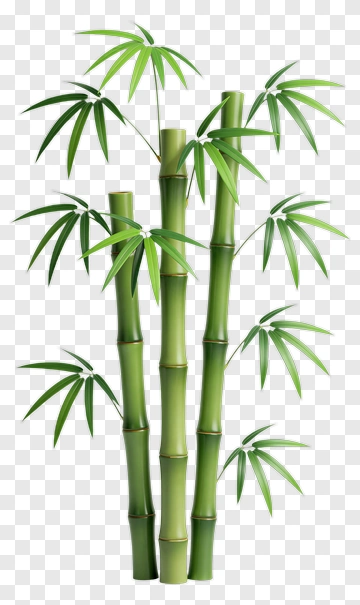 Bamboo PNG