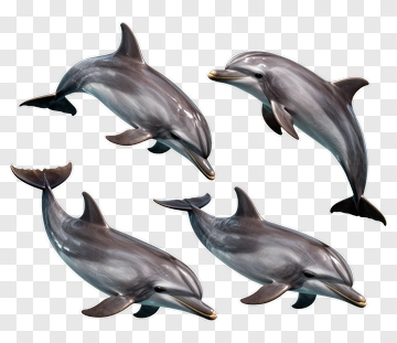 Four Dolphins In Dynamic Poses PNG