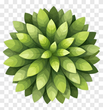 Top View Of A Green Plant PNG
