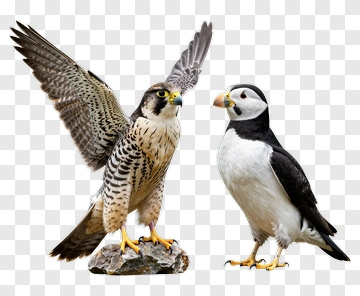 Falcon And Puffin Facing Each Other PNG