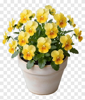 Yellow Pansy Flowers In A Pot PNG