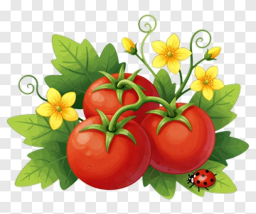 Tomatoes With Flowers And Ladybug PNG