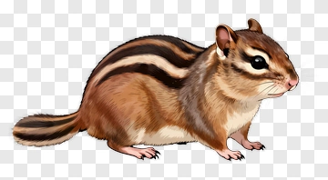 Chipmunk PNG