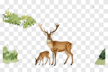 Deer And Fawn In Forest PNG