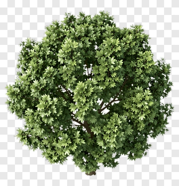 Tree With Dense Green Leaves PNG