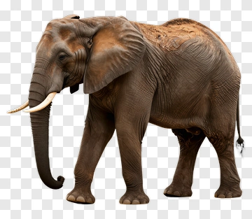 Elephant With Tusks Standing PNG