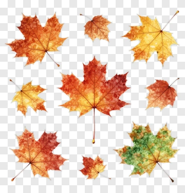 Autumn Maple Leaves In Watercolor Style PNG