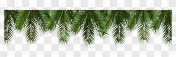 Festive Pine Branches PNG