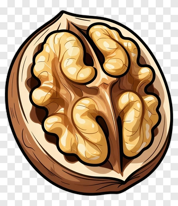 Walnut PNG