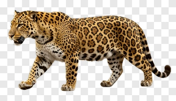 Leopard In Motion PNG