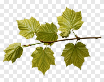 Maple Leaves On Branch PNG