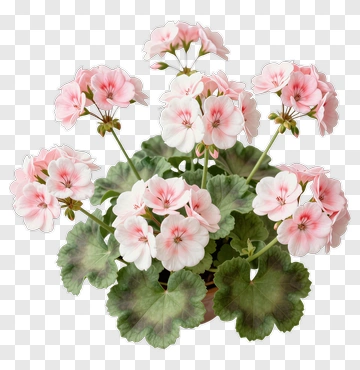 Pink And White Geranium Flower PNG