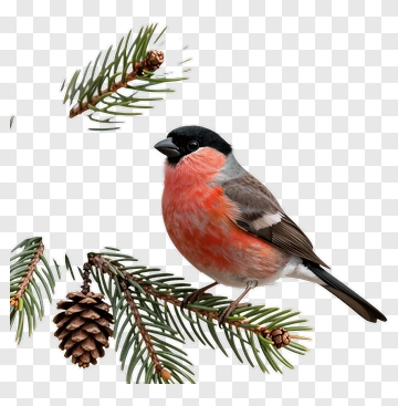Chaffinch Perched On Pine Branch PNG