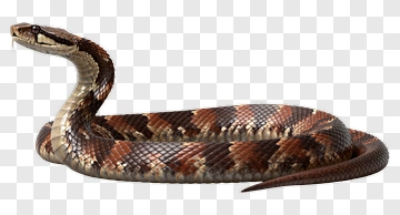 Coiled Snake With Patterned Scales PNG