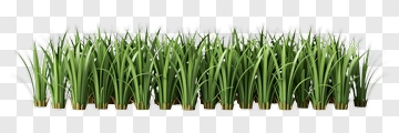 Grass PNG