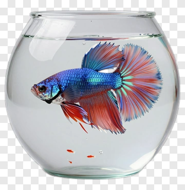 Betta Fish In Glass Bowl PNG