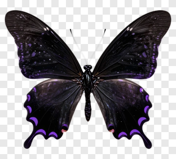Black And Purple Butterfly PNG