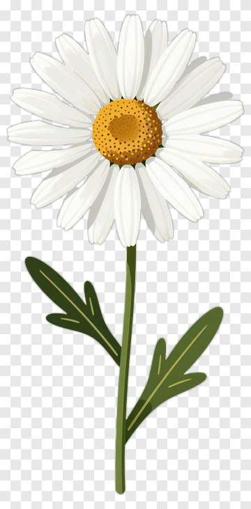 Daisy Flower With Stem And Leaves PNG