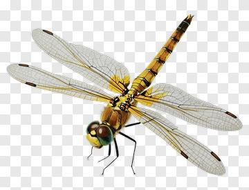 Yellow Dragonfly PNG