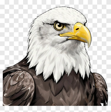 Bald Eagle Portrait PNG