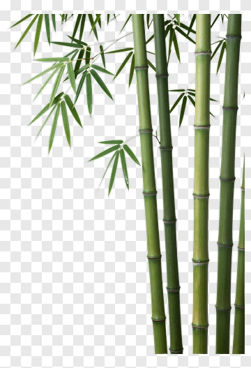 Bamboo Stalks And Leaves PNG