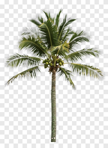 Tall Palm Tree With Coconuts PNG