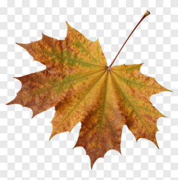 Maple Leaf With Autumn Colors PNG