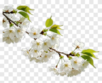 Cherry Blossom Branch With Green Leaves PNG