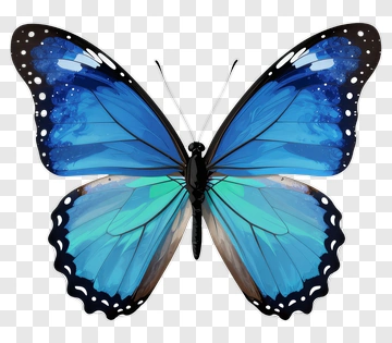 Blue Butterfly With Cyan Wings PNG