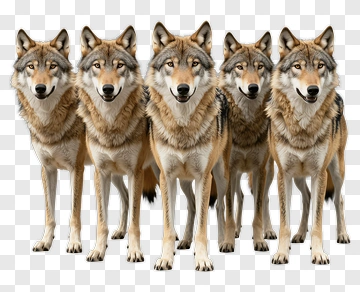 Five Wolves Standing Together PNG