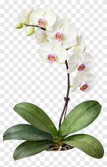 White Orchid With Pink Center PNG