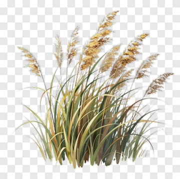 Watercolor Reeds With Golden Plumes PNG