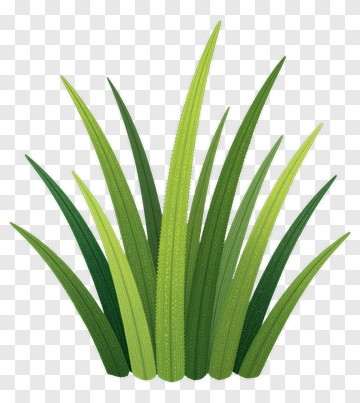 Green Grass Plant PNG