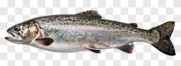 Trout Fish PNG