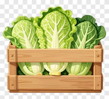 Fresh Lettuce In Wooden Crate PNG
