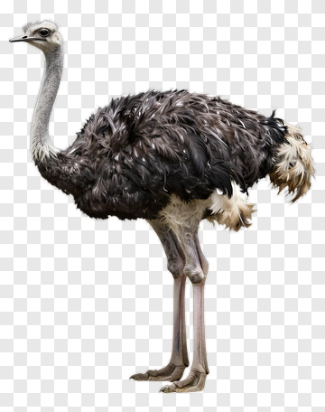 Ostrich Standing In Profile PNG