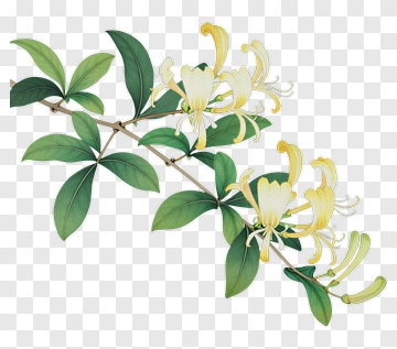 Chinese Style Honeysuckle Branch PNG