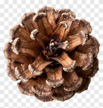 Pinecone PNG