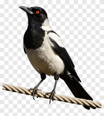 Magpie Perched On Rope PNG