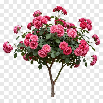 Pink Rose Bush In Full Bloom PNG
