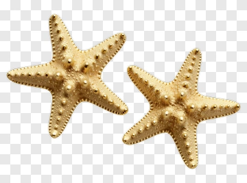 Gold Starfish PNG